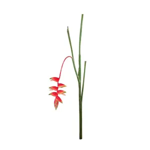 Heliconia Stem, 36" L